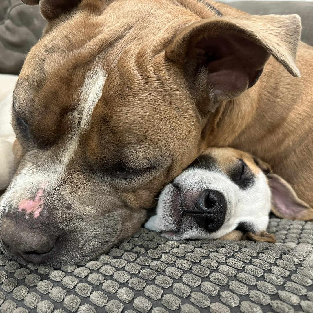 Two dogs cuddling on a gray blanket, a large tan dog and small white-brown dog touching noses