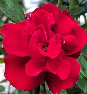 Close-up of a fully bloomed red rose with layered petals and green leaves