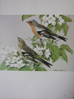 Illustration of a colorful male chaffinch and a duller female chaffinch on flowering branches