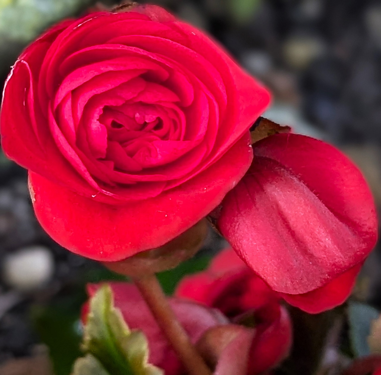 Red Begonia Flower