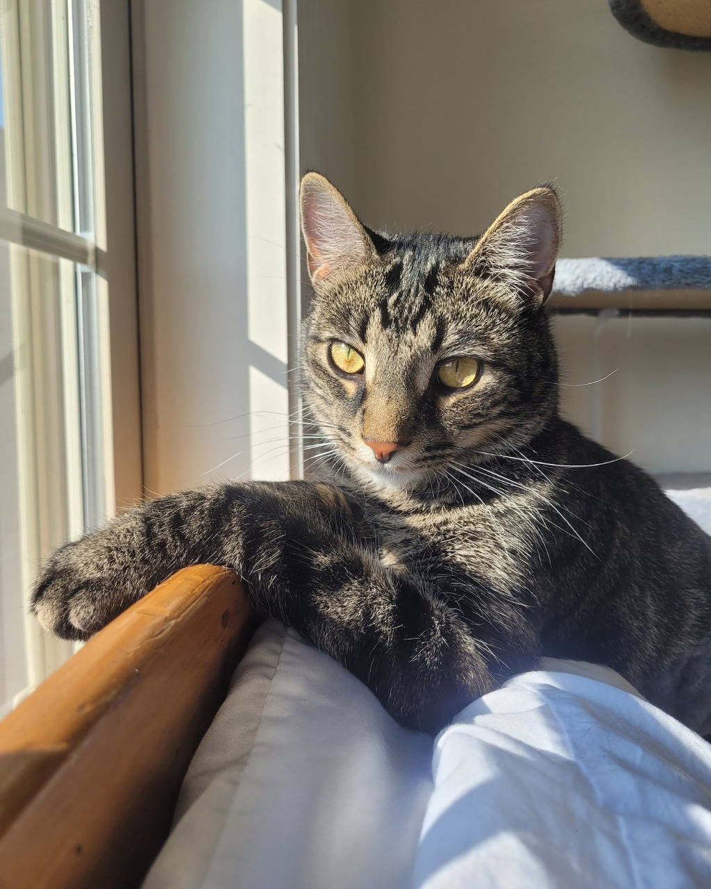 Tabby cat resting in sunlight on a bed beside a window