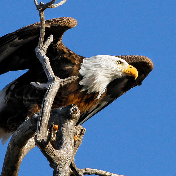 Bald eagle perched on a branch with wings partly spread against a blue sky