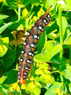 Colorful black, orange and white spotted caterpillar crawling on green leaves