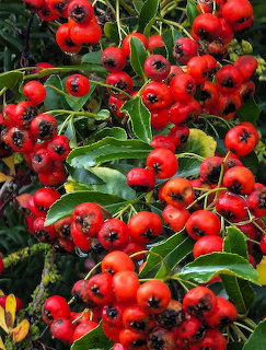 Clusters of bright red pyracantha berries with dark green leaves filling the frame