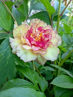 Pink and yellow peony bloom with green foliage