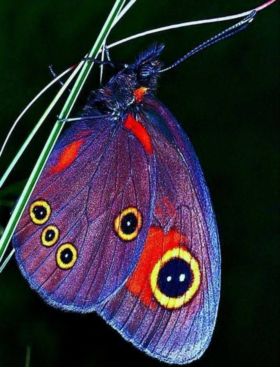 Purple butterfly with yellow eyespots and orange markings hanging from grass stem