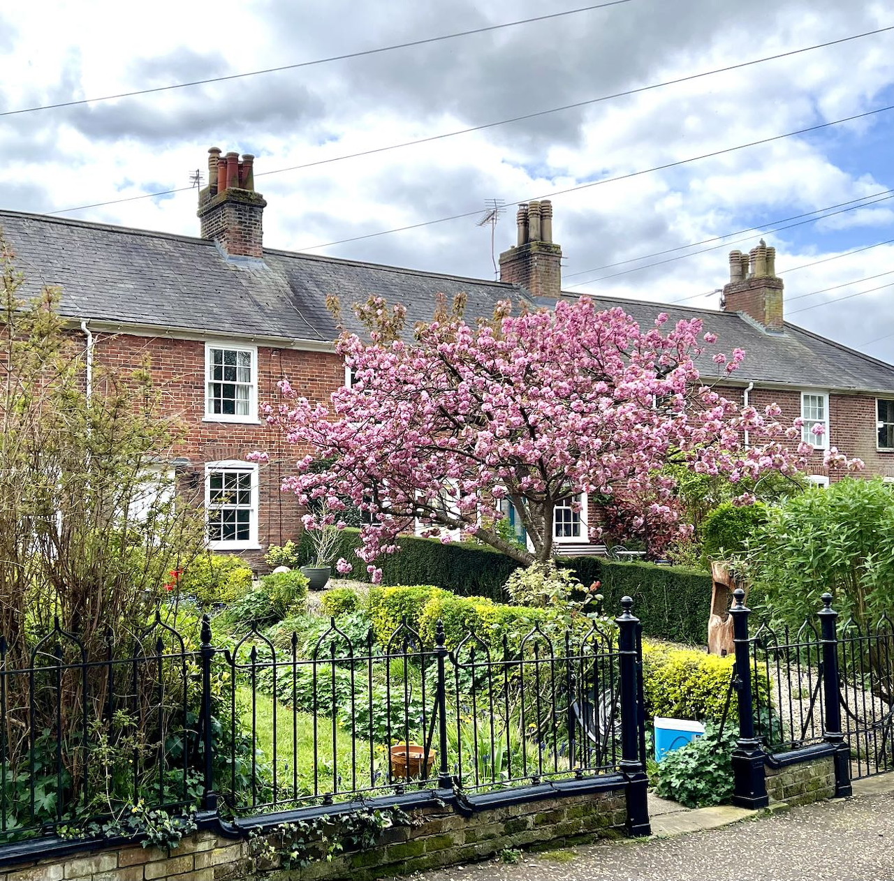 Pink cherry blossom tree in a garden in front of brick houses