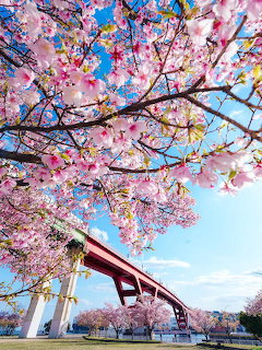 Pink cherry blossom tree branches framing a red arch bridge under a blue sky with green grass