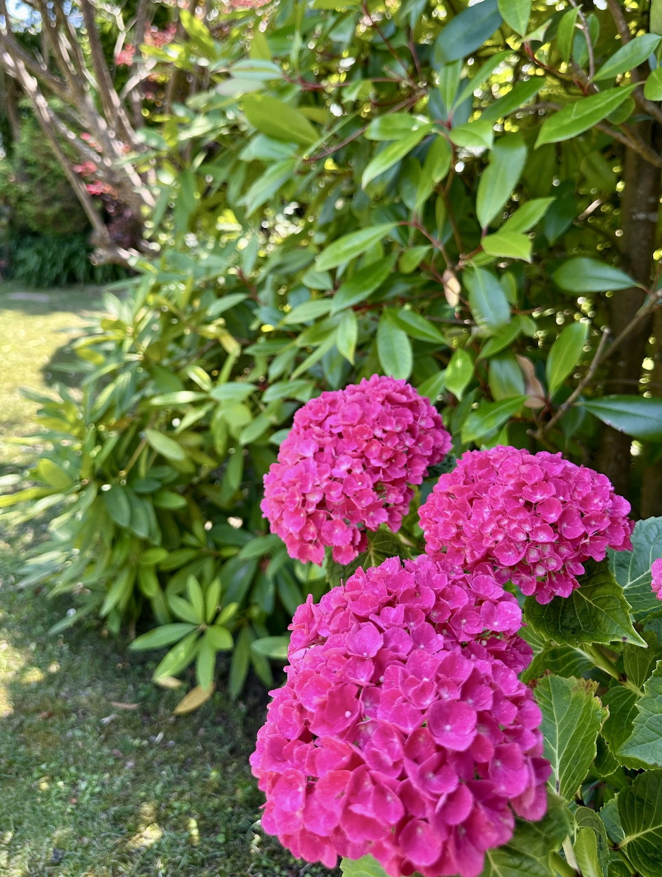 Bright pink hydrangea flowers with green leaves in a sunlit garden