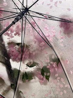 Transparent umbrella seen from below with pink cherry blossoms and green leaves visible through the canopy