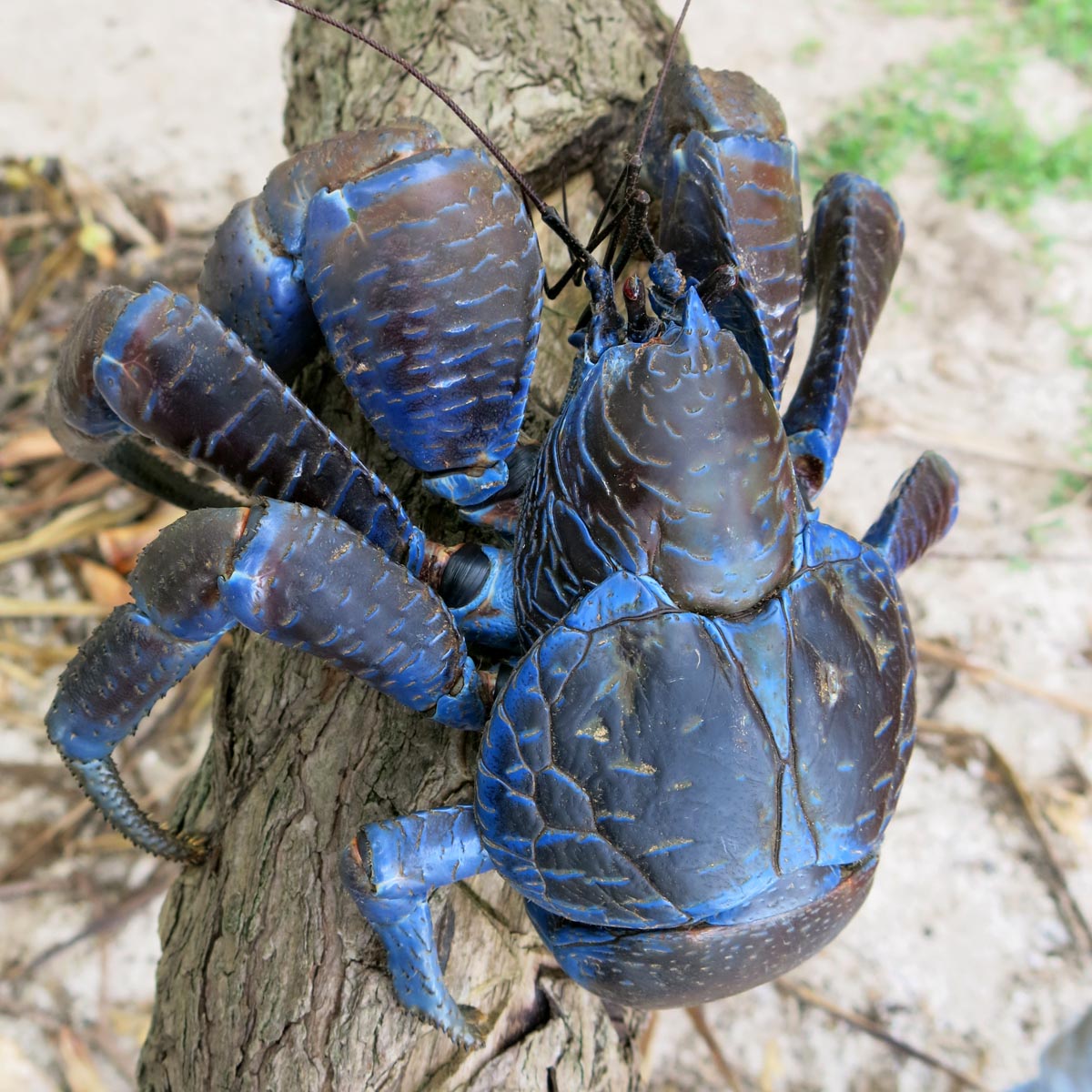 Blue Coconut Crab