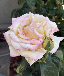 Close-up of a creamy white and pink-edged heirloom rose in full bloom with a small bud and green leaves