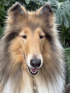 Portrait of a Rough Collie dog with fluffy tan and white coat against green leaves
