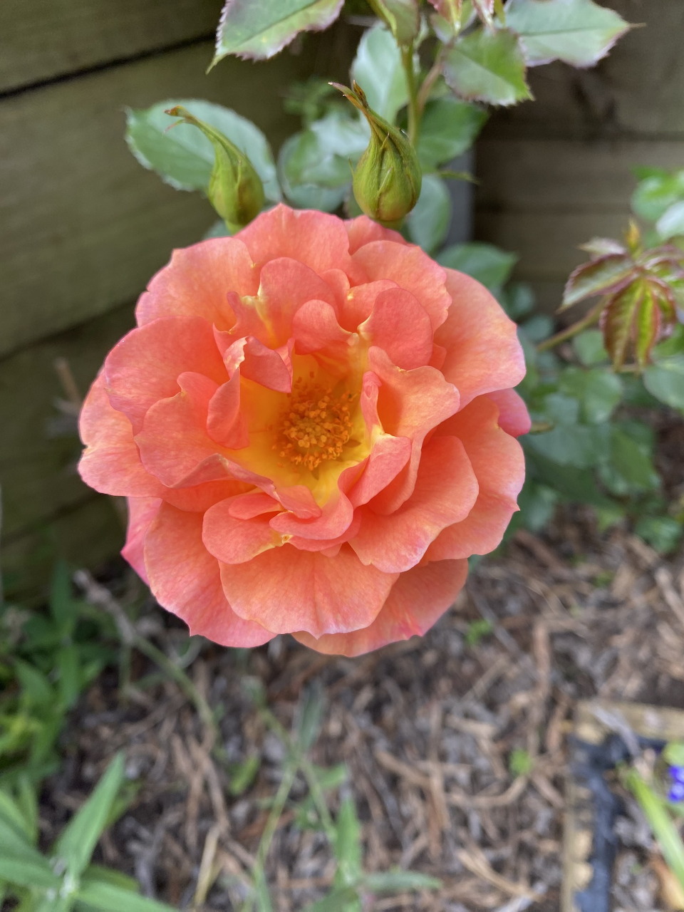 Close-up of a bright orange rose flower with green leaves in a garden