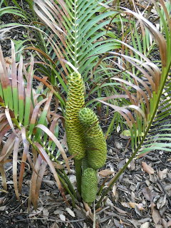 Two green cycad cones growing among palm-like fronds and mulch