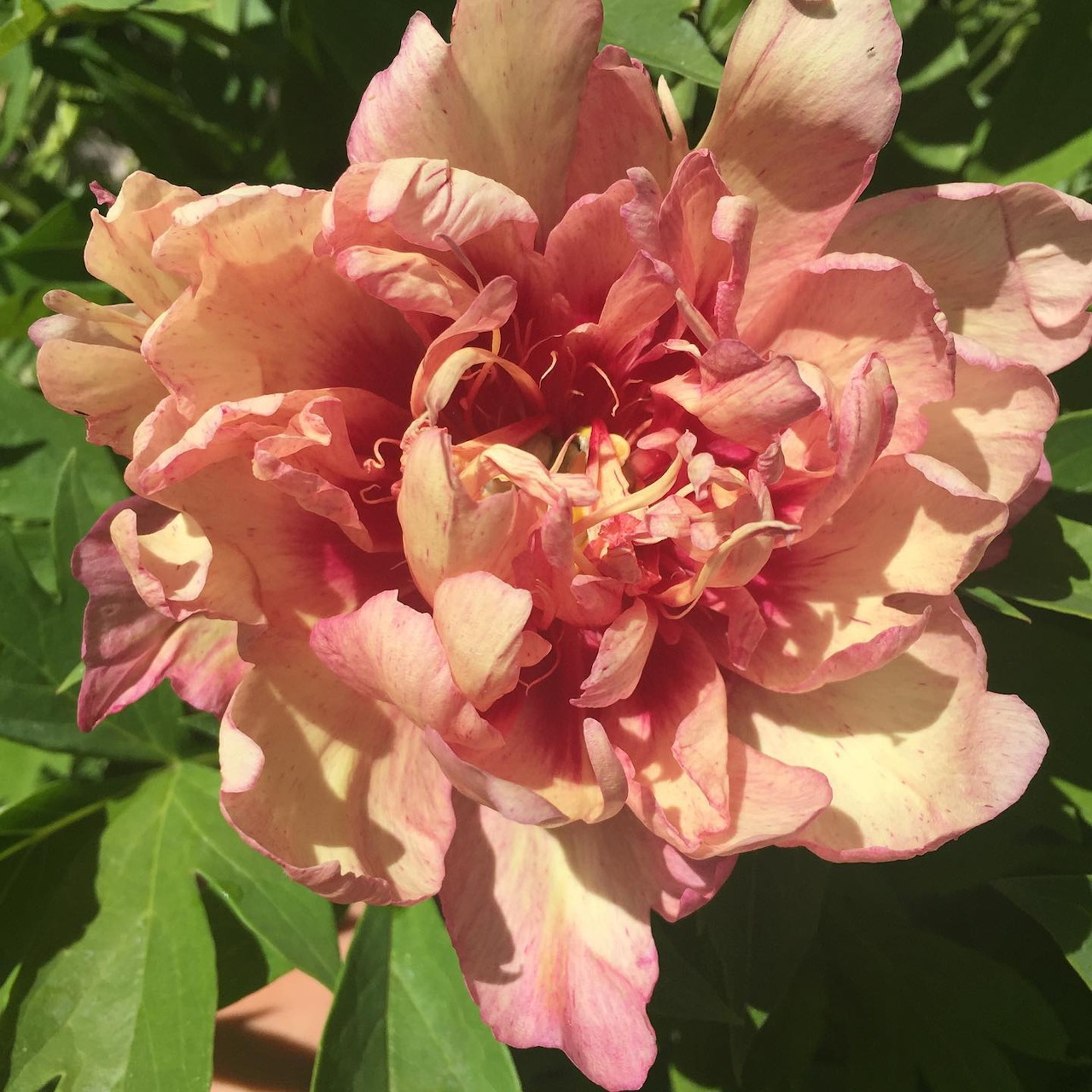 Ramona's Peony