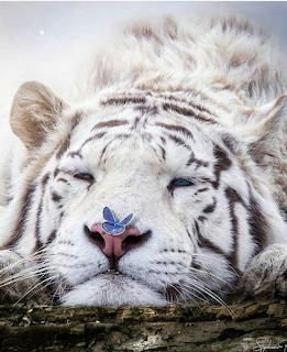 White Tiger Resting
