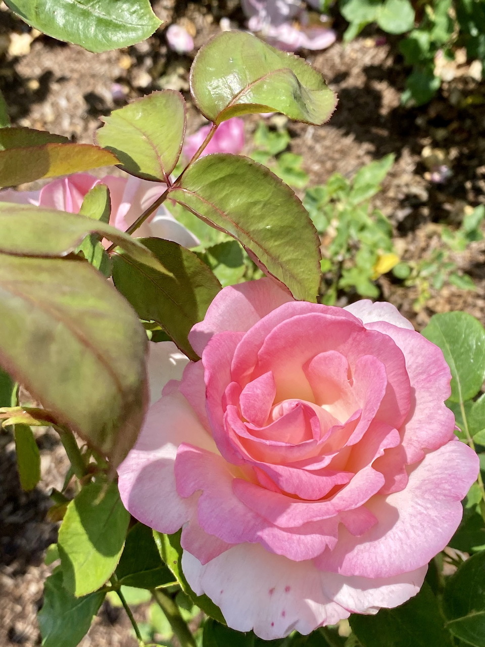 Close-up of a pink rose flower with green leaves in a garden