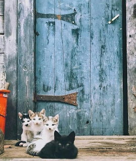 Four cats sitting in front of a distressed blue wooden door