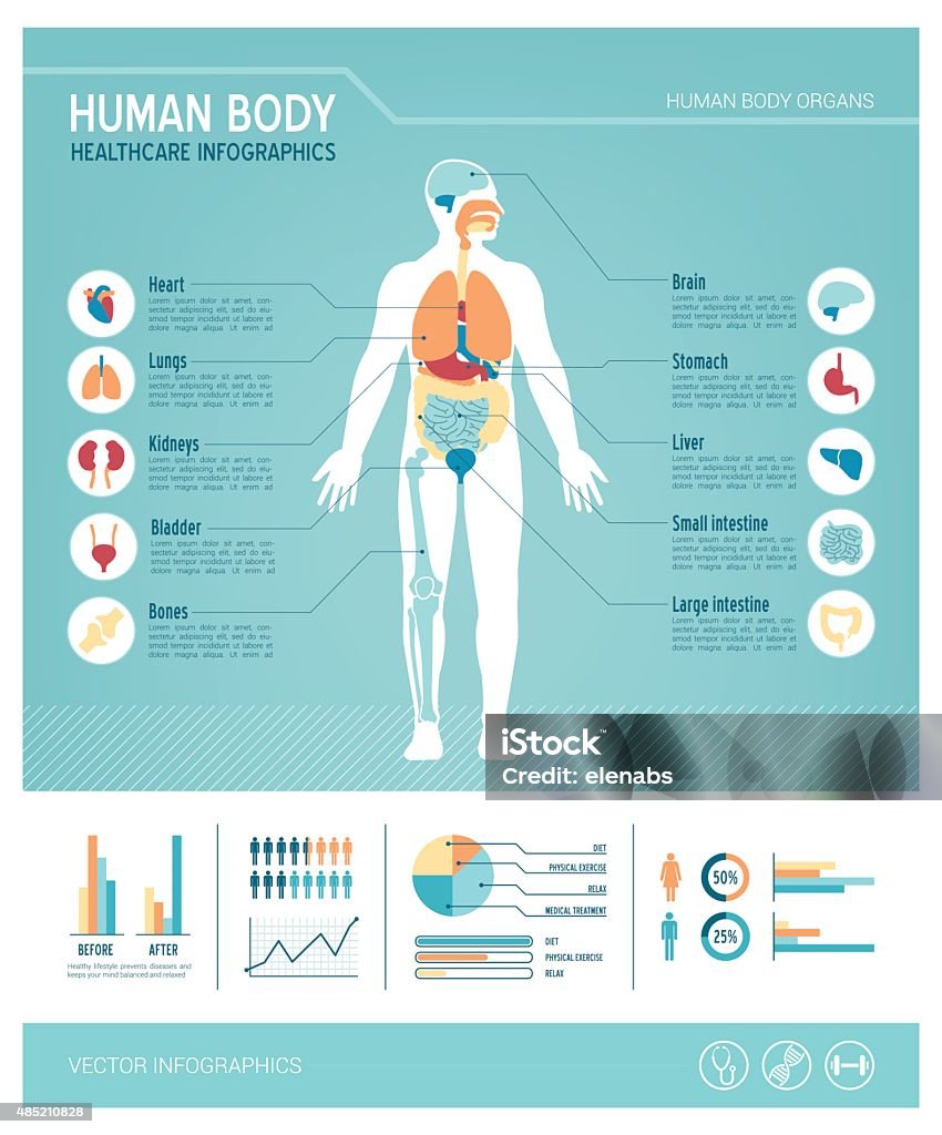 Human Body Anatomy
