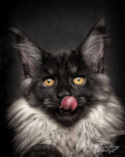 Black Maine Coon Licking Nose