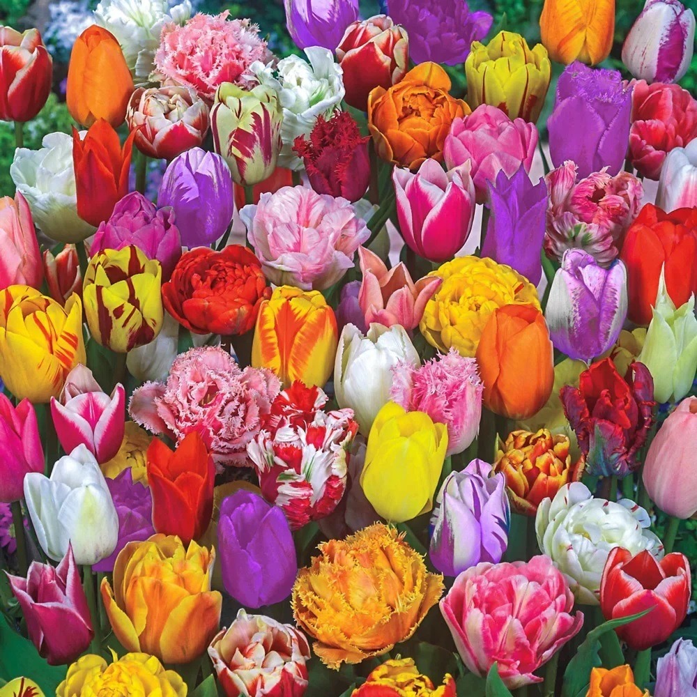 Close-up of a dense arrangement of colorful tulips and carnations in many bright colors