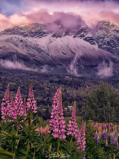 Pink lupin flowers in foreground with misty mountains and dramatic pink clouds in background