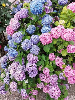 Pink, blue, and purple hydrangea flowers blooming densely in a garden with green leaves