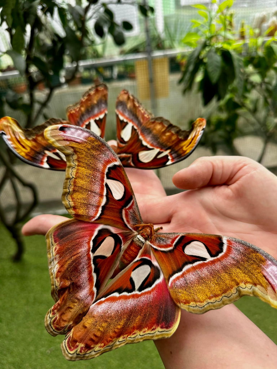 Colorful butterfly with patterned wings perched on a flower