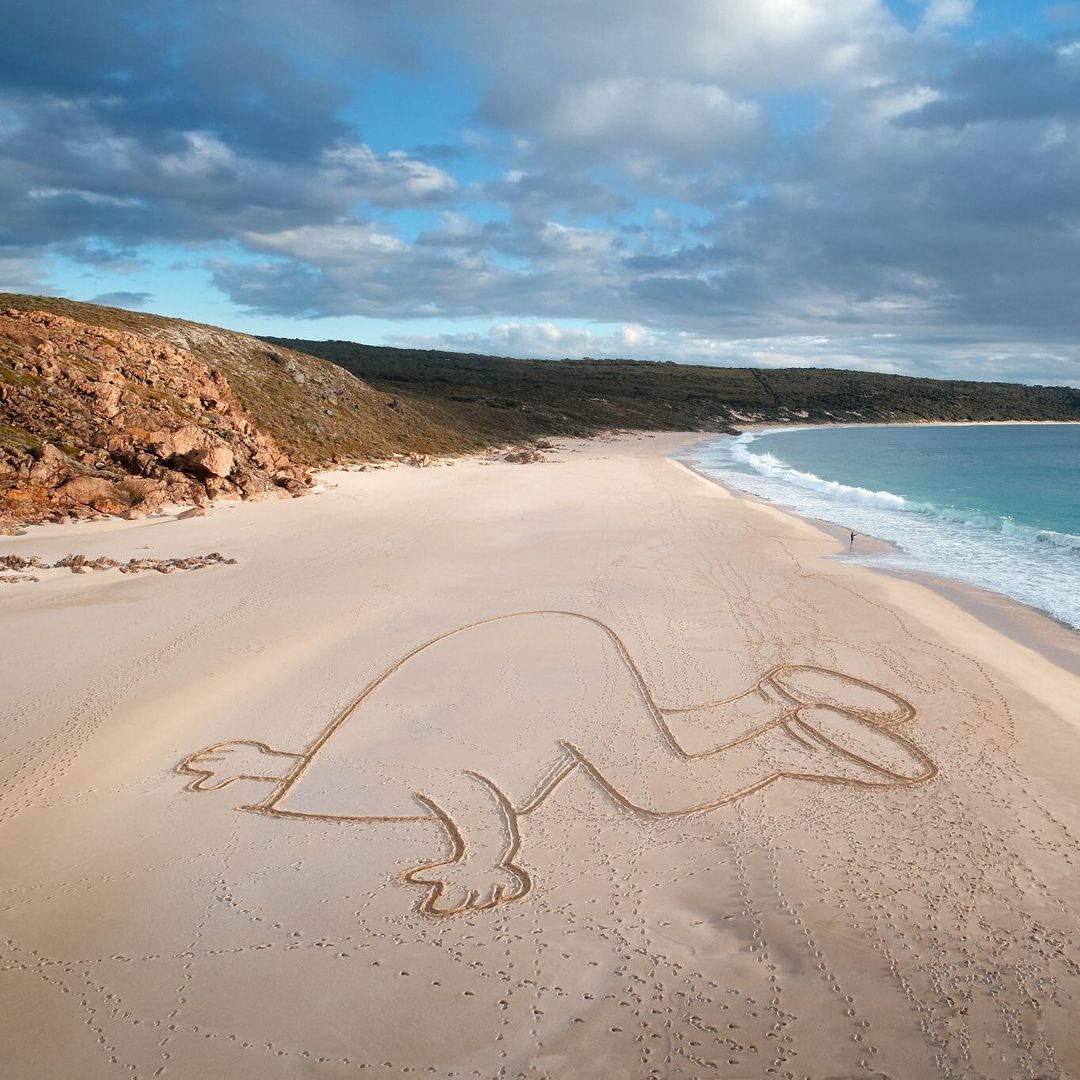 Kangaroo outline drawn in sand on a pristine beach with ocean waves and cloudy sky