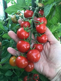 Hand holding a bunch of ripe red cherry tomatoes on the vine in a greenhouse