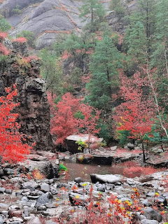 Rocky canyon stream with bright red autumn foliage and evergreen trees among boulders