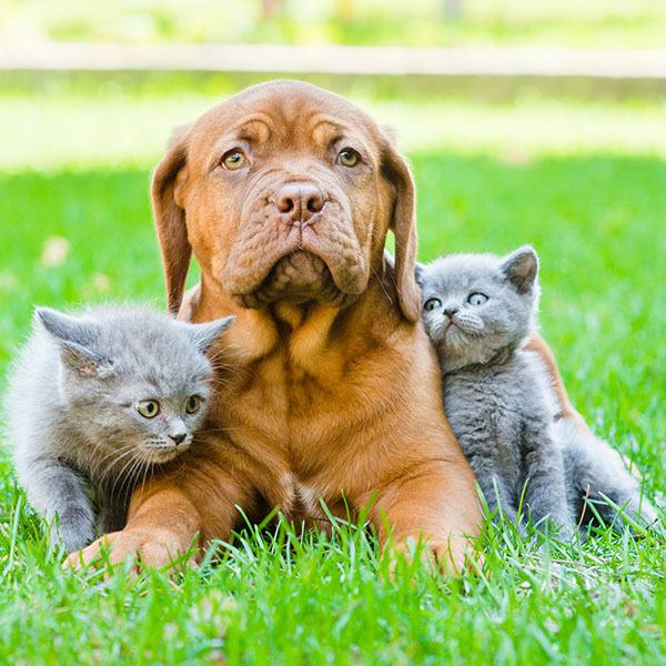 Puppy with Two Kittens