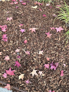 Pink and red fallen leaves scattered on brown mulch beside green grass