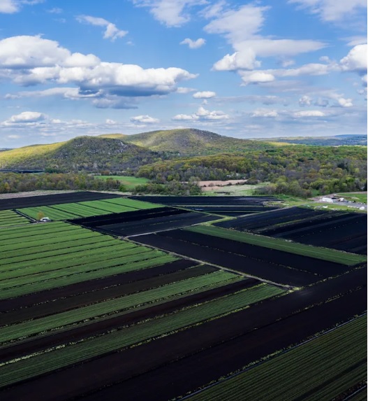 Aerial view of Pine Island onion fields with dark soil strips and green crops, hills and blue sky in background