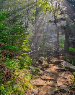 Sunlit Forest Path
