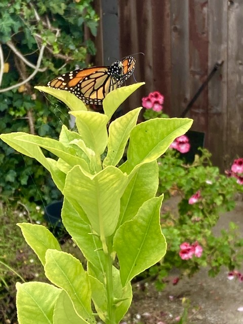 Monarch butterfly perched on green leaves in a garden with flowers and a wooden fence behind