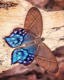 Blue morpho butterfly with open wings showing iridescent blue and brown coloring on weathered wood