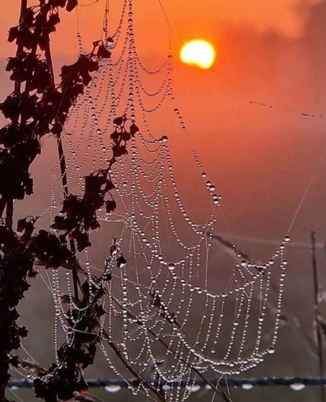 Dew-covered spider web with water droplets against a glowing orange sunset sky