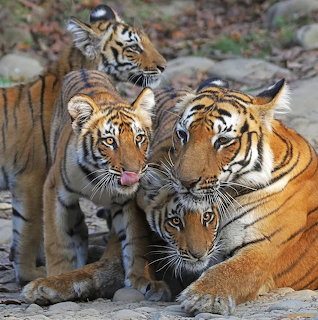 Three adult tigers and a cub cuddled together on the ground outdoors