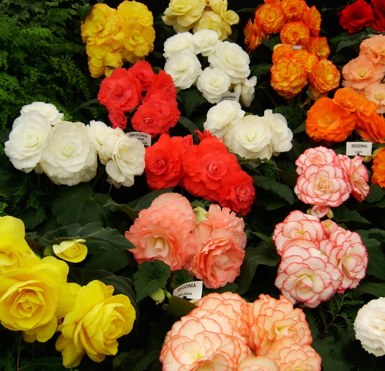 Colorful begonia flowers in various shades including yellow, white, red, orange and pink against green leaves