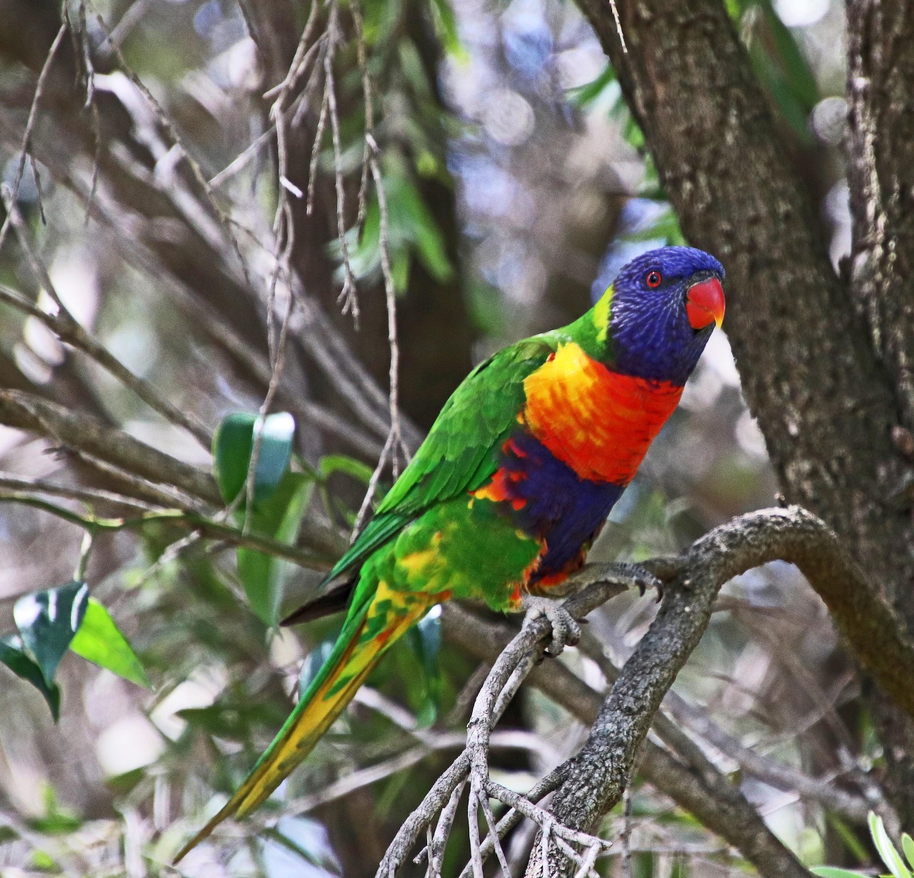 Colorful rainbow lorikeet parrot with blue head, green wings and orange chest perched on tree branch