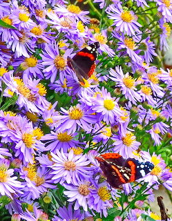 Butterflies on PurpleAsters