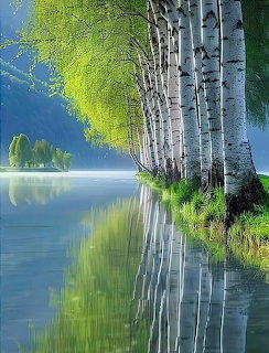 Birch Lake Reflections