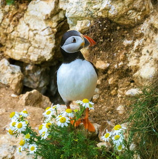 Atlantic puffin standing on rocks surrounded by white daisy flowers on a cliff