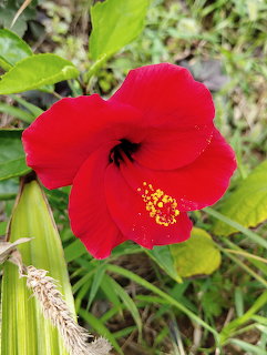 Close-up of a bright red hibiscus flower with yellow pollen stamens against green leaves