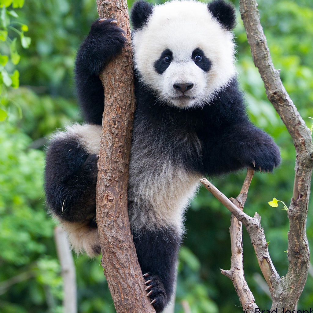 Giant Panda Cub in Tree