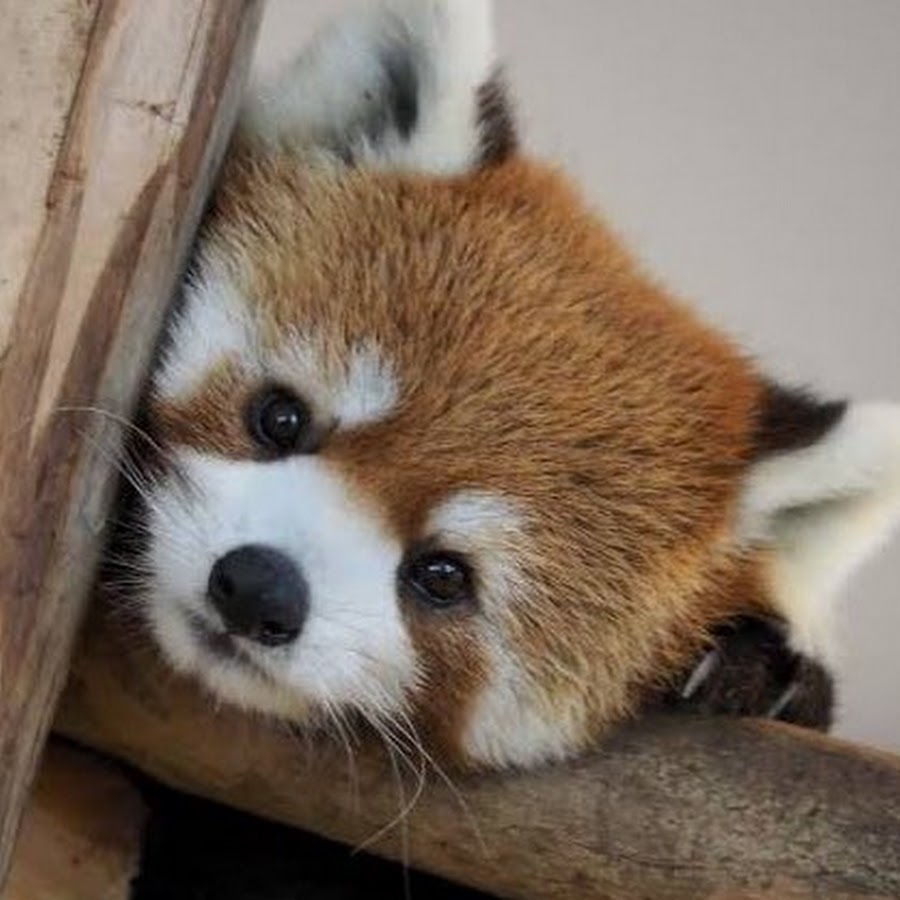 Close-up of a red panda resting its head on a wooden branch