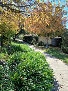 Curved pathway through suburban street with autumn trees in golden foliage and green grass