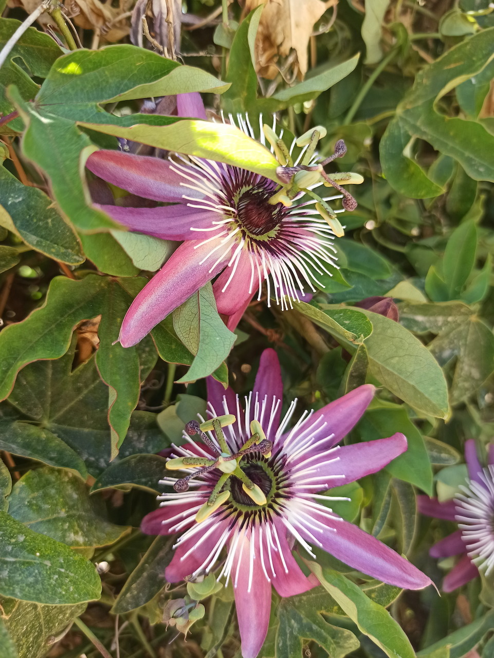 Pink and purple passionflowers with white filaments and green leaves